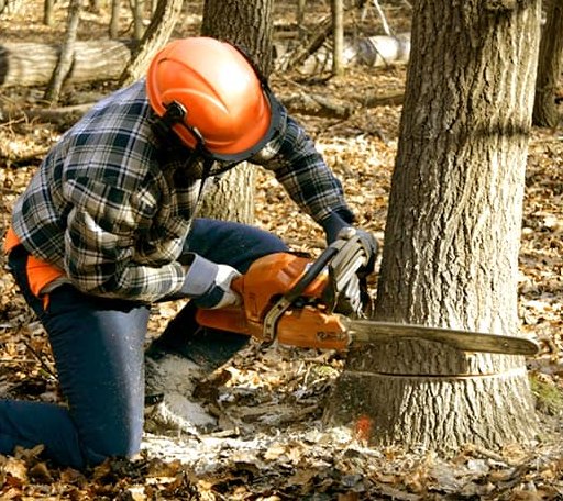 Tree Removal in Lyons, KS